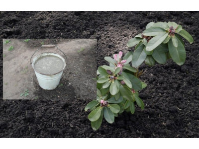 Почва для рододендронов