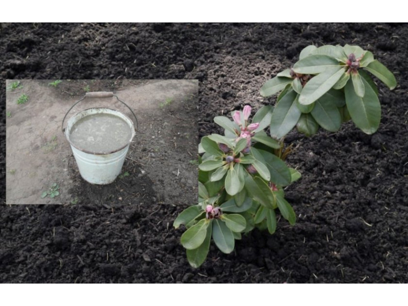 Уход за рододендроном весной после зимы. Рододендрон почва. Выпревание рододендрона. Окучивание рододендроном. Подкормка для рододендрона.