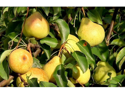 Как заставить плодоносить яблони и груши