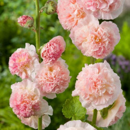 Мальва (Шток-роза) розовая Пленифлора Коралло