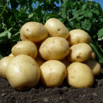 Продажа семенного картофеля с доставкой!