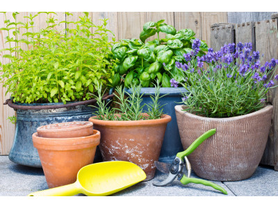 Ароматные растения в саду и дома