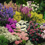 Продажа многолетних цветов с доставкой