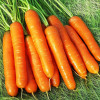Семена Моркови