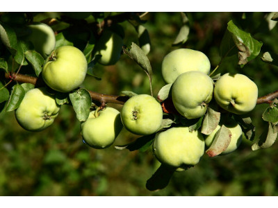 Яблоня наливает плоды, чем подкормить