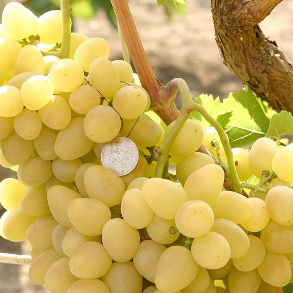 Сорт винограда аркадия настя фото и описание