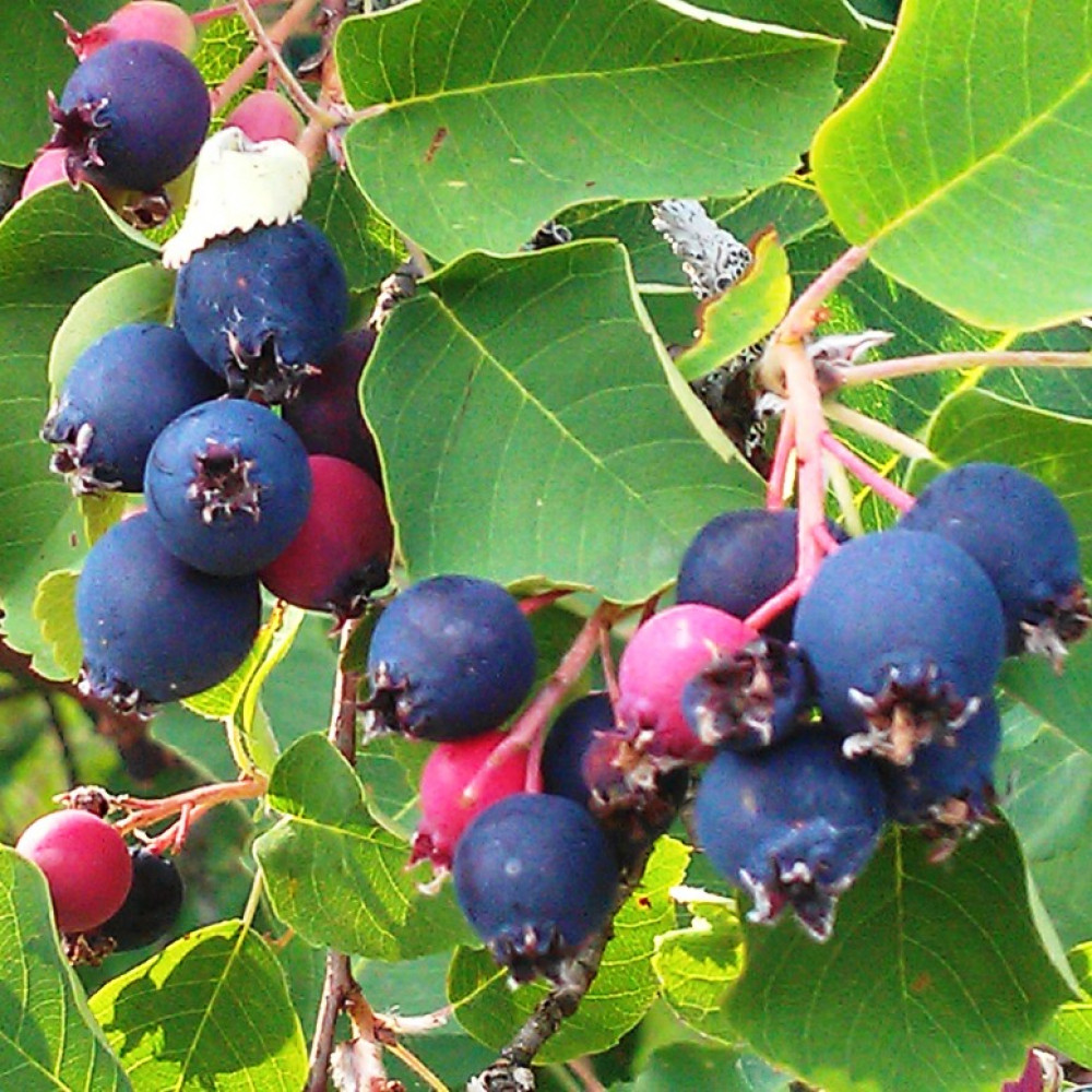 Синяя ягода кустарник как называется. Ирга канадская Канадензис. Ирга канадская (Amelanchier canadensis). Ирга ягода дерево. Ирга канадская (с5/с7,5).