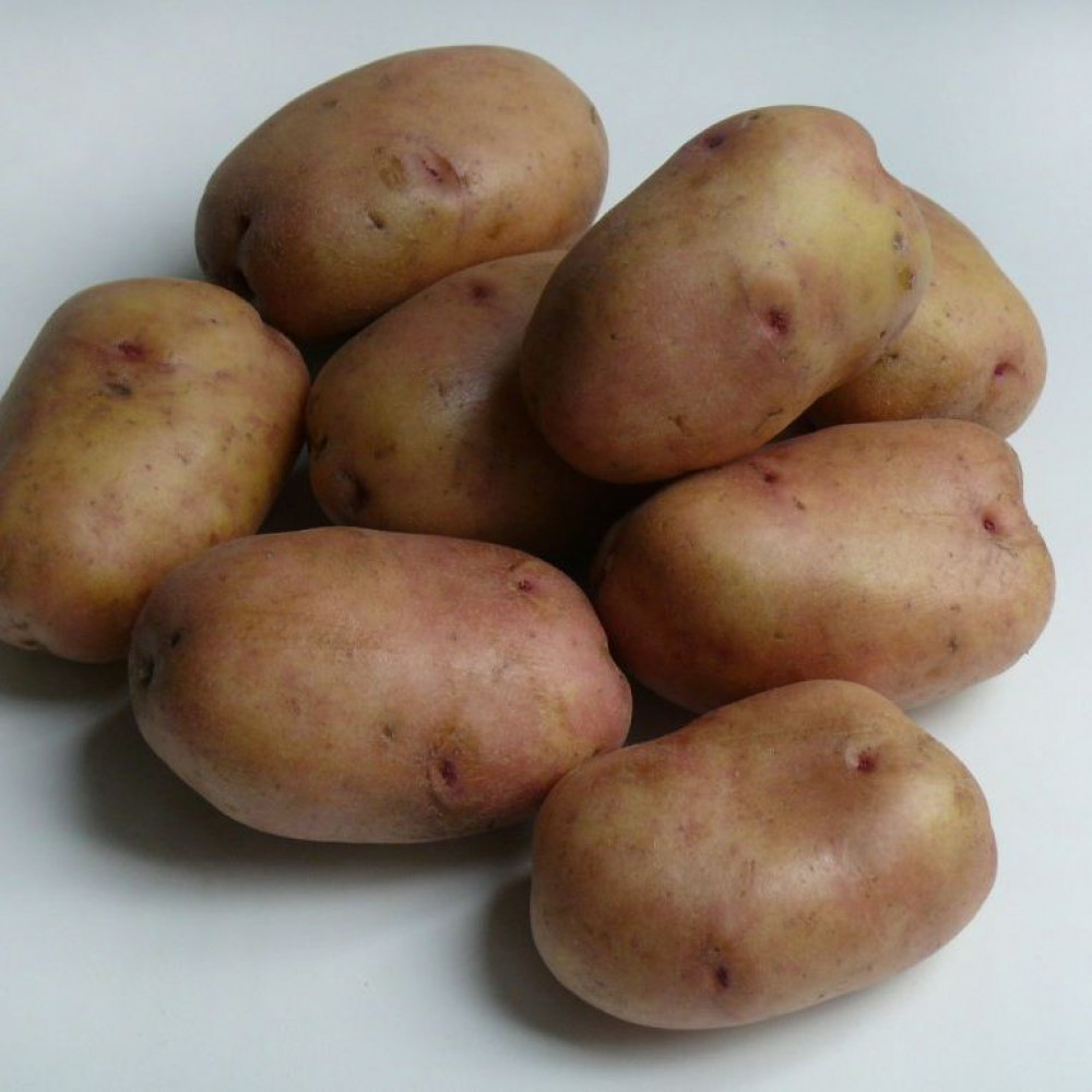 Картофель сорт Лабелла семенной.