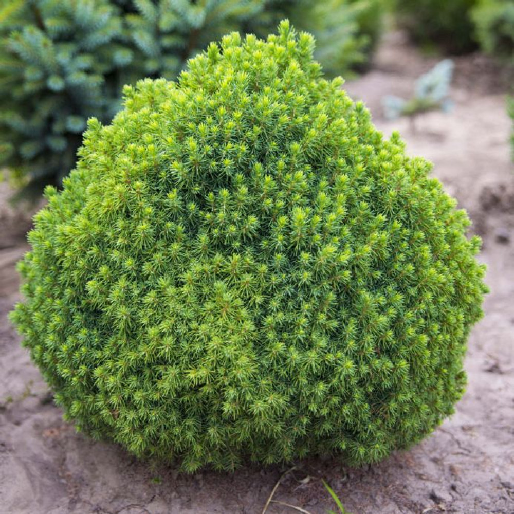 Круглые хвойные. Ель сизая (Picea glauca) “Alberta Globe”.
