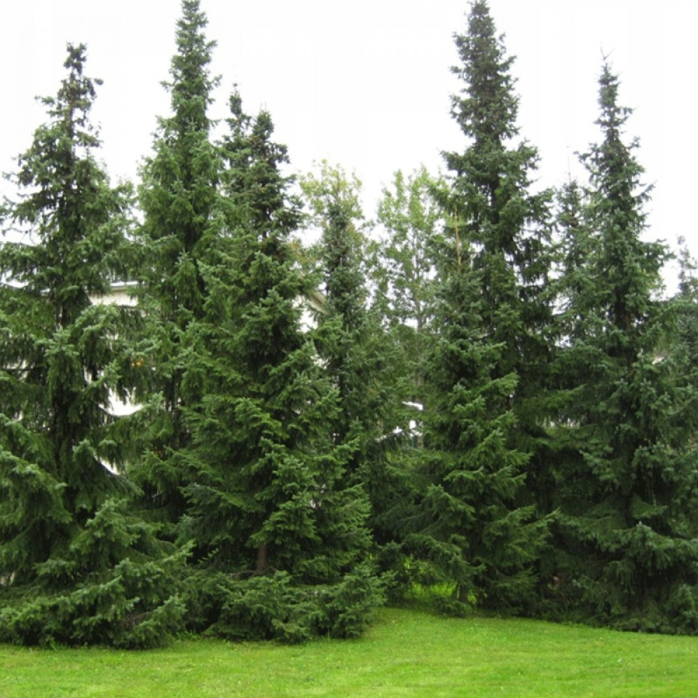 Хвойные крупномеры. Picea omorika. Ель серьскаяоморика. Ель Сибирская Picea obovata. Ель Сербская.