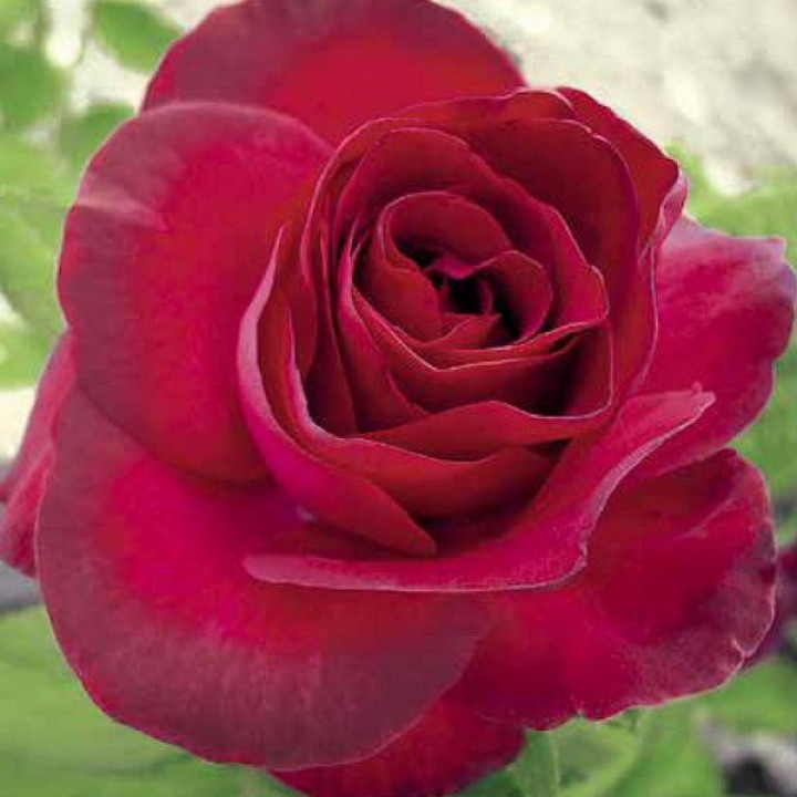 Роза чайно-гибридная Гран Гала