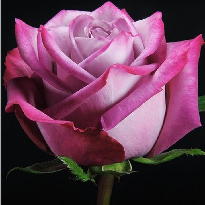 Роза чайно-гибридная Муди Блюз