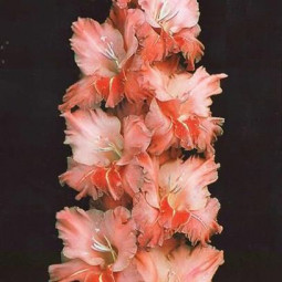 Гладиолусы крупноцветковые Бенгальский Огонь (Премиум)