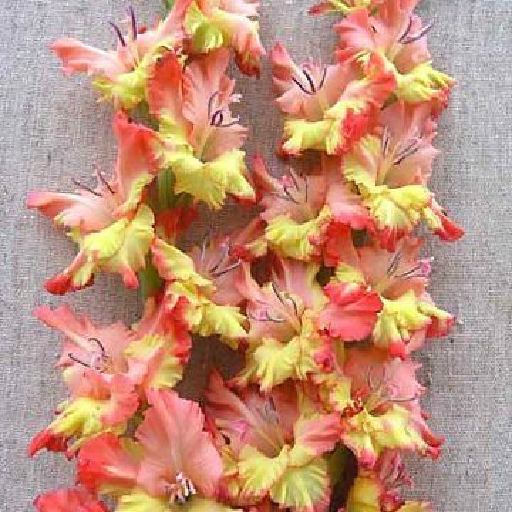 Гладиолусы крупноцветковые Чебурашка (Премиум)