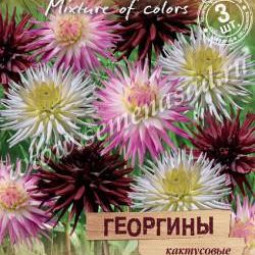 Георгины кактусовые Разноцветные фонарики смесь окрасок