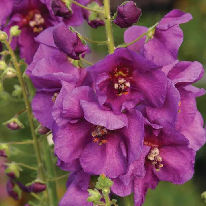 Коровяк (Вербаскум) фиолетовый Виолетта