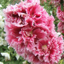 Мальва (Шток-роза) розовая Фиеста Тайм