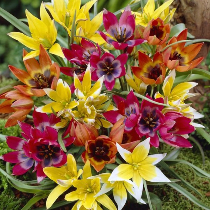 Тюльпаны ботанические Весенняя палитра смесь окрасок