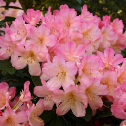 Рододендрон якушиманский Роза Вольк