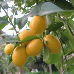 Цитрус Лимонелла (лаймкват)