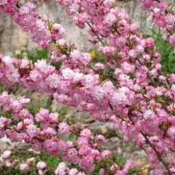 Сакура (Вишня декоративная) Розея Плена