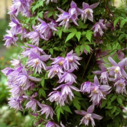 Клематис ботанический Виолет Пинк