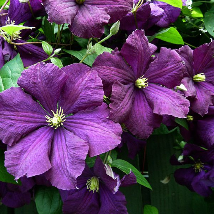 Клематис крупноцветковый Этуаль Виолетт