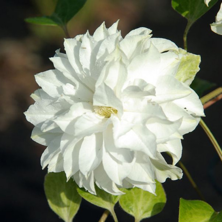 Клематис крупноцветковый Мария Склодовская-Кюри