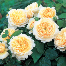 Роза английская парковая Крокус Роуз