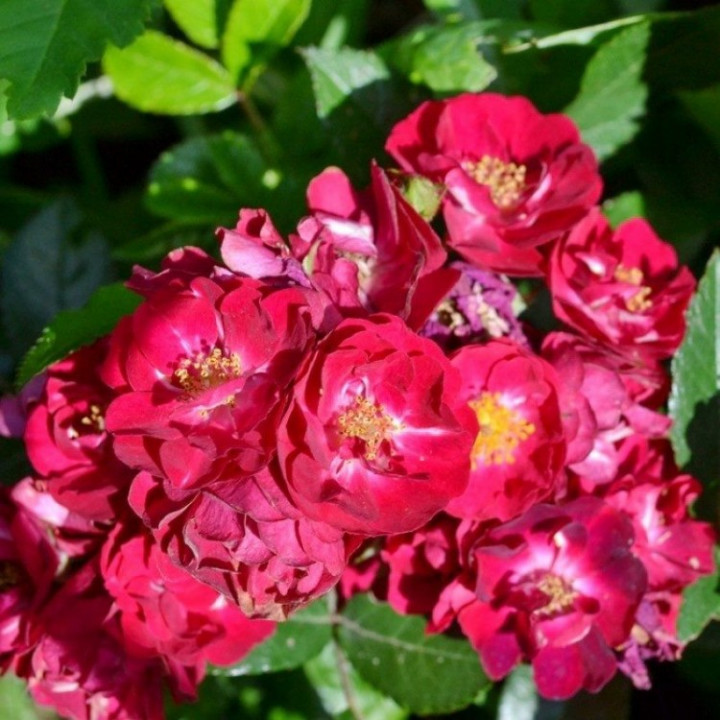 Роза миниатюрная Альберих  (ЗКС)