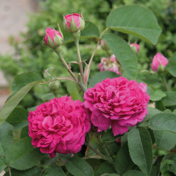 Роза канадская парковая Роуз де Решт