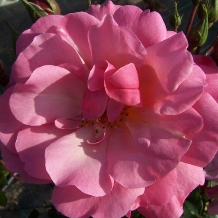 Роза парковая Мархенланд