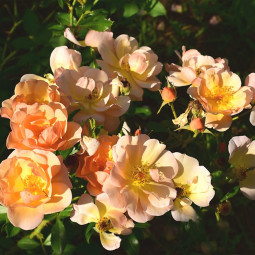 Роза парковая Бонанза