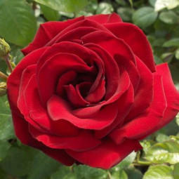 Роза канадская парковая Флюоресцент