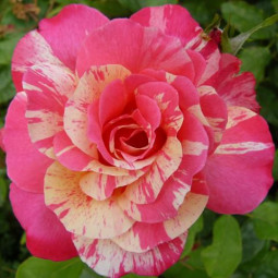 Роза канадская парковая Токад