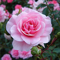 Роза флорибунда Боника