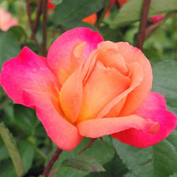 Роза флорибунда Анимо