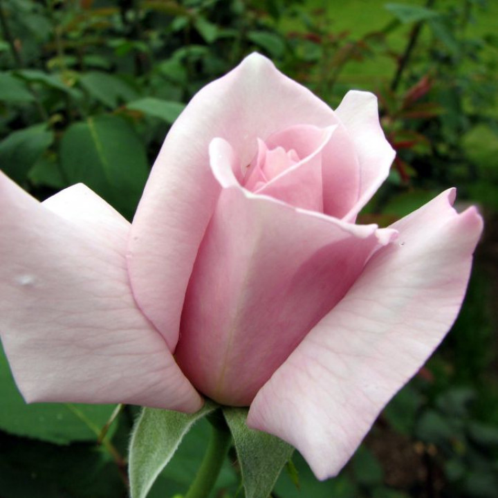 Роза чайно-гибридная Леди Икс