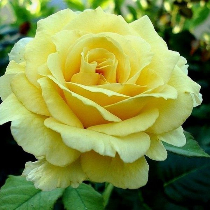Роза чайно-гибридная Голден Медальон