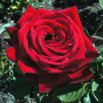 Роза чайно-гибридная Бургунд (ЗКС)