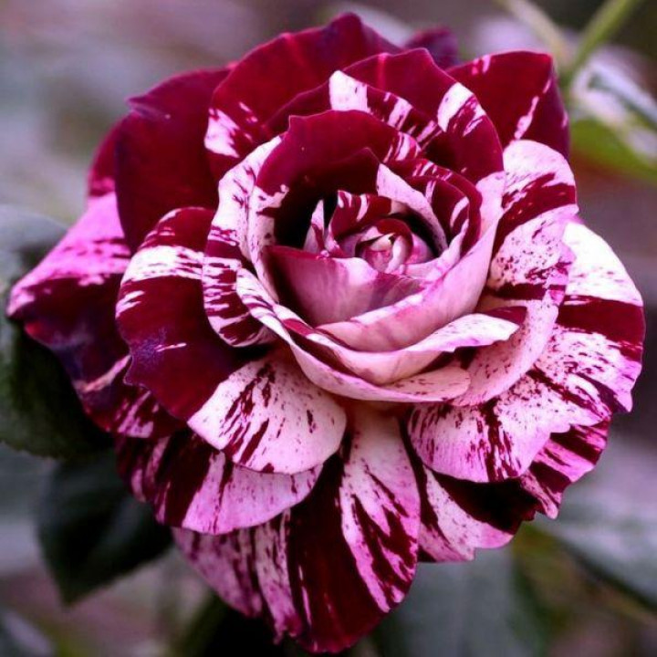 Роза чайно-гибридная Имэджин