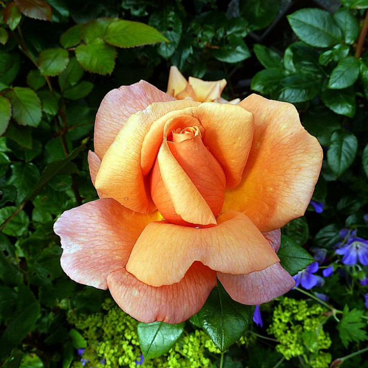 Роза чайно-гибридная Тройка