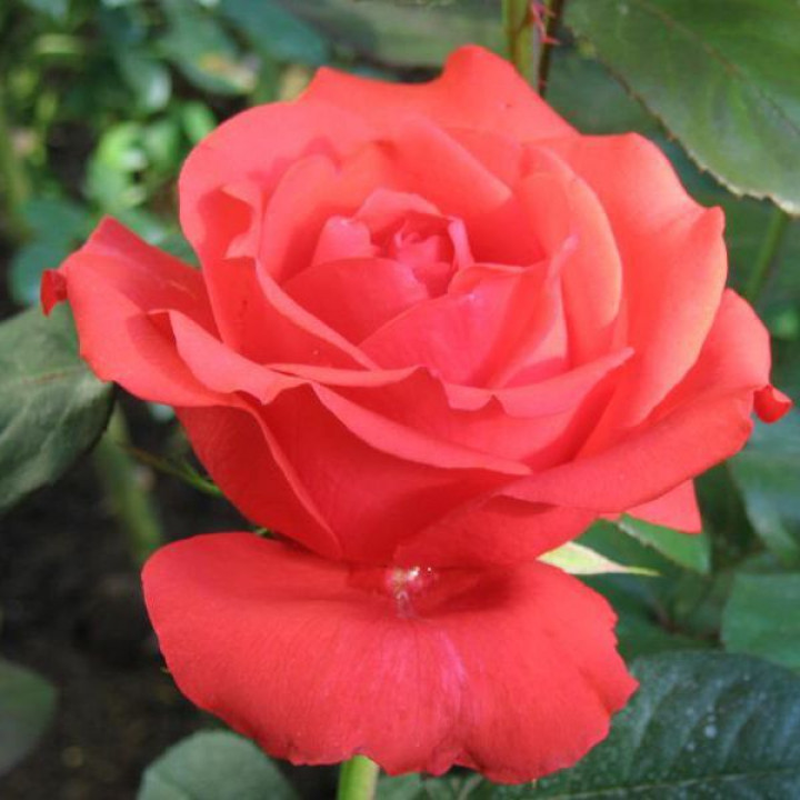 Роза чайно-гибридная Холстенперл