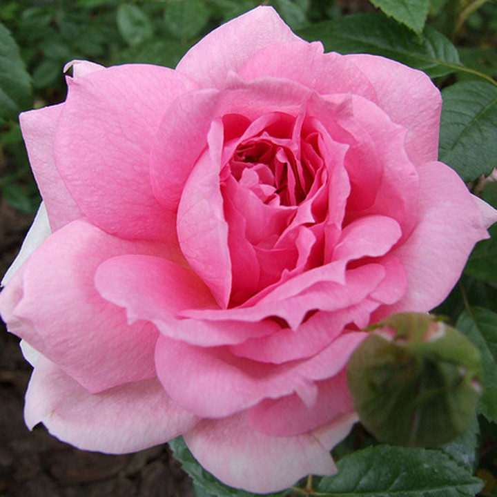 Роза канадская парковая Ламберт Клосс