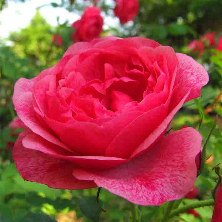 Роза канадская парковая Модэн Руби