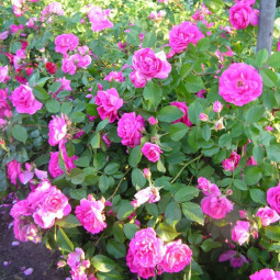 Роза канадская парковая Модэн Сентенниал