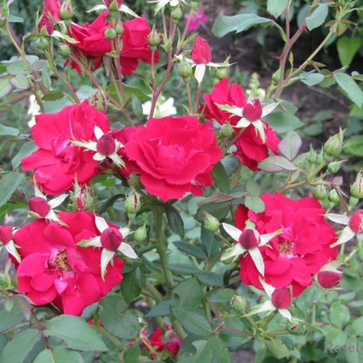 Роза канадская парковая Чамплейн