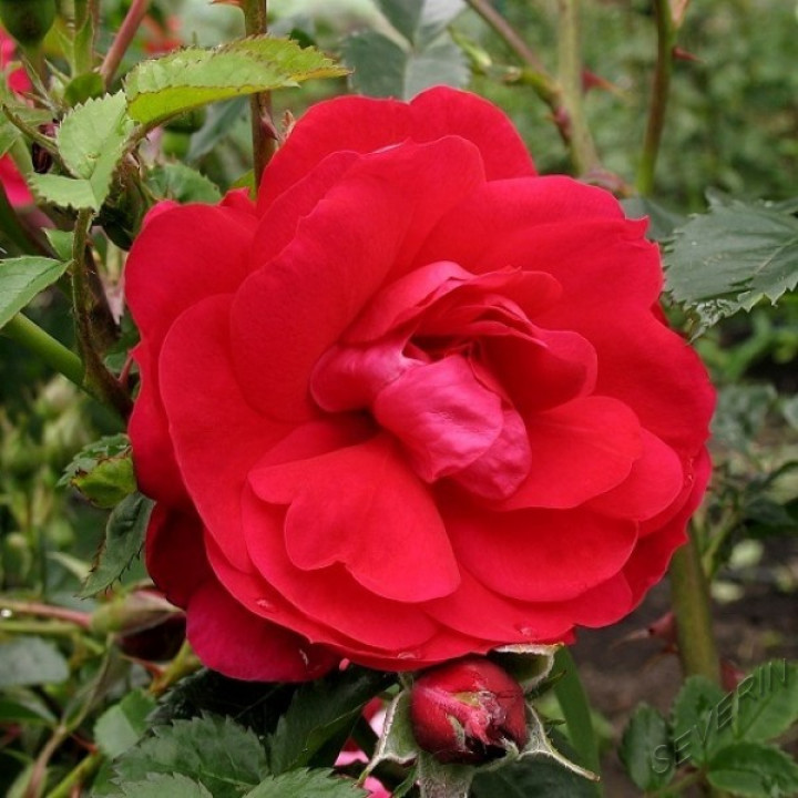 Роза канадская плетистая Генри Келси