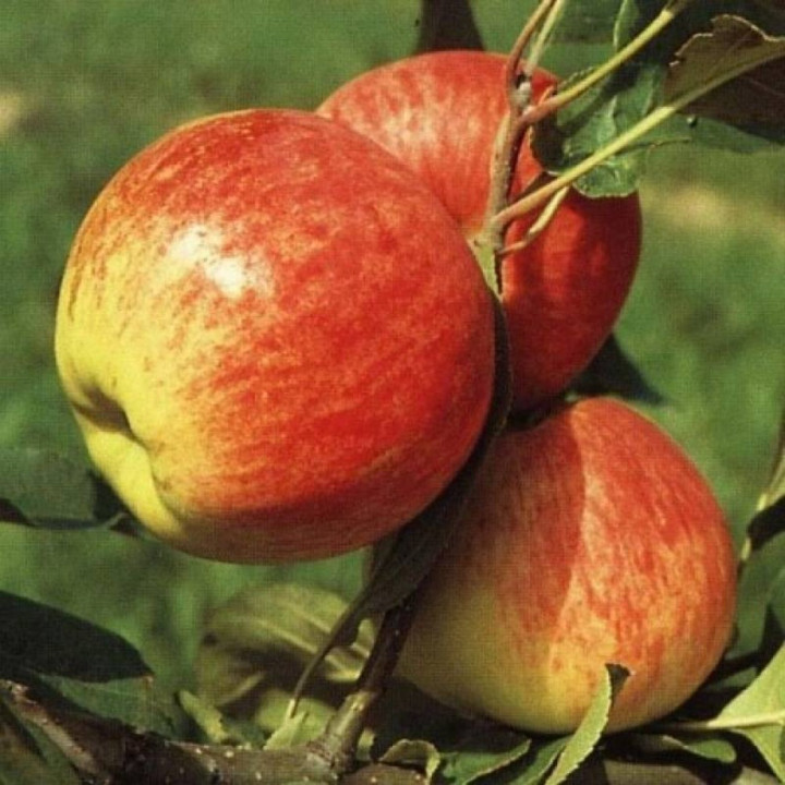 Яблоня Мантет (подвой семенной)