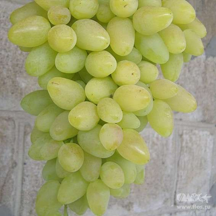 Виноград плодовый Долгожданный